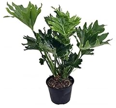 Philodendron hope pot for sale  Delivered anywhere in USA 