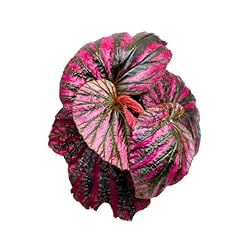 Harmony foliage begonia for sale  Delivered anywhere in USA 