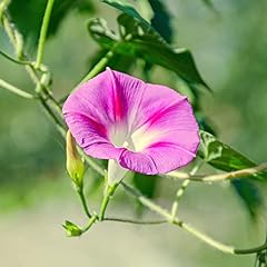 Morning glory split for sale  Delivered anywhere in UK