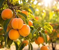 Apricot tree seedling for sale  Delivered anywhere in USA 