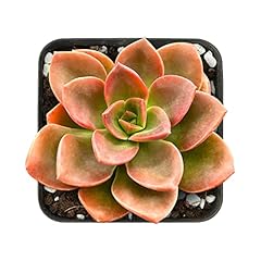 Sprout green echeveria for sale  Delivered anywhere in USA 