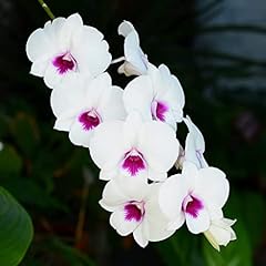 Dendrobium morning glory for sale  Delivered anywhere in USA 
