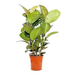 Bonplants ficus elastica usato  Spedito ovunque in Italia 