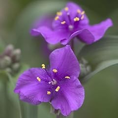 Votaniki tradescantia concord for sale  Delivered anywhere in USA 