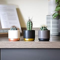 Thompson morgan succulent for sale  Delivered anywhere in UK