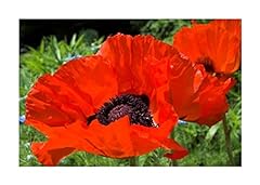 Seeds papaver orientale for sale  Delivered anywhere in UK