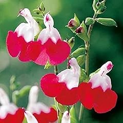 Pack salvia hot for sale  Delivered anywhere in Ireland