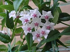Wax flower hoya for sale  Delivered anywhere in UK