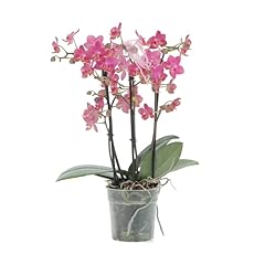 Kentis orchidea vera usato  Spedito ovunque in Italia 