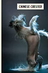 Chinese crested perfect for sale  Delivered anywhere in UK