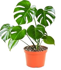 Shop succulents monstera for sale  Delivered anywhere in USA 