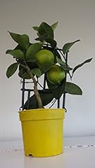 Beautiful lemon tree for sale  Delivered anywhere in UK