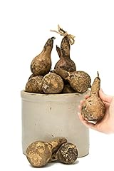 Primitive gourds mini for sale  Delivered anywhere in USA 