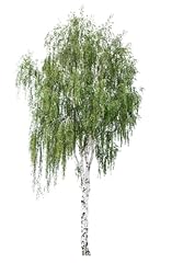 Silver birch tree for sale  Delivered anywhere in UK