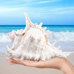 Meyagot natürliche muscheln gebraucht kaufen  Wird an jeden Ort in Deutschland