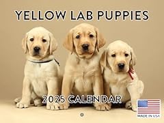 Yellow lab puppy for sale  Delivered anywhere in USA 