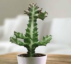 Euphorbia lactea compacta for sale  Delivered anywhere in UK