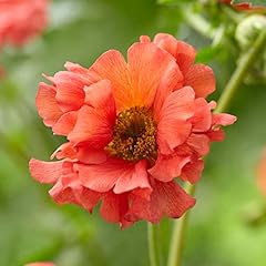 Geum coral tempest for sale  Delivered anywhere in UK