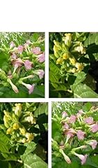 Tobacco seed kit for sale  Delivered anywhere in UK