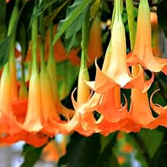 Angel trumpet double for sale  Delivered anywhere in UK
