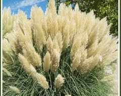 White pampas grass for sale  Delivered anywhere in USA 