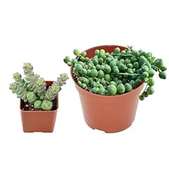 Live succulent set for sale  Delivered anywhere in USA 