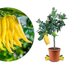 Rangerie buddhas hand gebraucht kaufen  Wird an jeden Ort in Deutschland