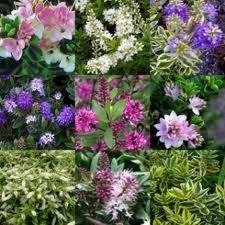 Pack x12 hebes for sale  Delivered anywhere in UK