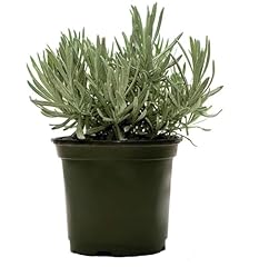 English lavender pot for sale  Delivered anywhere in USA 