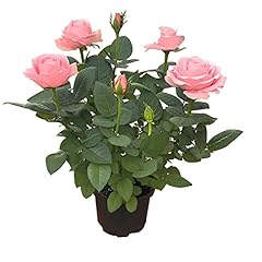 Rose diana seedlings for sale  Delivered anywhere in USA 
