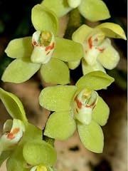 Leafless orchid chiloschista for sale  Delivered anywhere in USA 