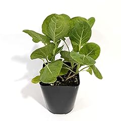 Easy grow brussels for sale  Delivered anywhere in USA 