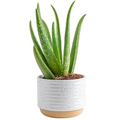 Costa farms aloe for sale  Delivered anywhere in USA 