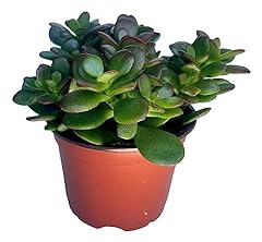 Jade plant crassula for sale  Delivered anywhere in USA 