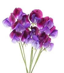 Sweet pea plant for sale  Delivered anywhere in UK