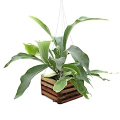 Better gro staghorn for sale  Delivered anywhere in USA 