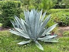 Agave americana seeds for sale  Delivered anywhere in USA 
