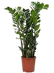 Zamioculcas zamiifolia pianta usato  Spedito ovunque in Italia 