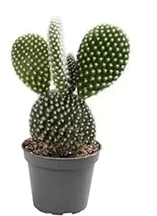 Cactus opuntia bunny for sale  Delivered anywhere in UK
