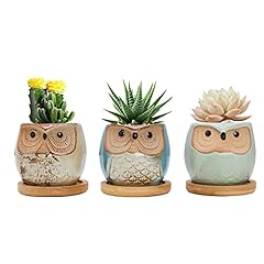 Foragift owl succulent for sale  Delivered anywhere in UK