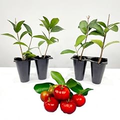 Barbados cherry trees. for sale  Delivered anywhere in USA 