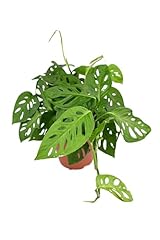 Shop succulents monstera for sale  Delivered anywhere in USA 