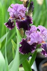 Iris bulbi resistente usato  Spedito ovunque in Italia 