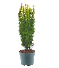 Harro pflanzenwelt taxus gebraucht kaufen  Wird an jeden Ort in Deutschland