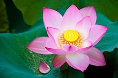 Samen indische lotusblume gebraucht kaufen  Wird an jeden Ort in Deutschland