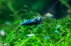 Gamberetti glück blue usato  Spedito ovunque in Italia 