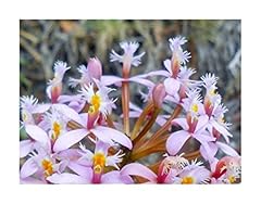 Pezzi 10x epidendrum usato  Spedito ovunque in Italia 