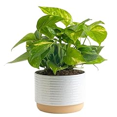 Costa farms live for sale  Delivered anywhere in USA 