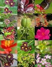 Seeds jatropha landscape for sale  Delivered anywhere in UK