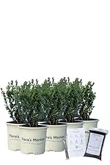 Wintergreen boxwood includes for sale  Delivered anywhere in USA 